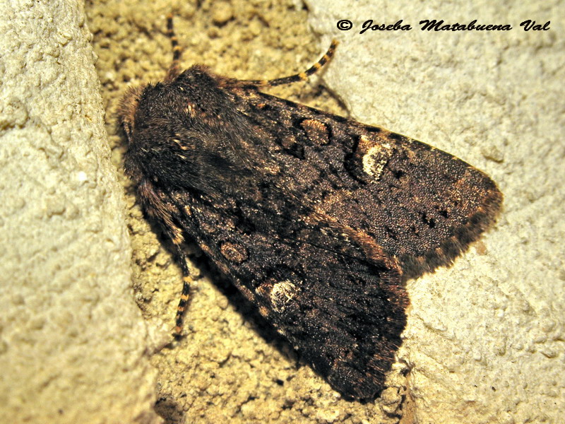 Noctuidae di questa fine settimana 2 - Dryobota labecula